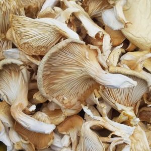 শুকনো ঝিনুক মাশরুম / Dry Oyster Mushroom.